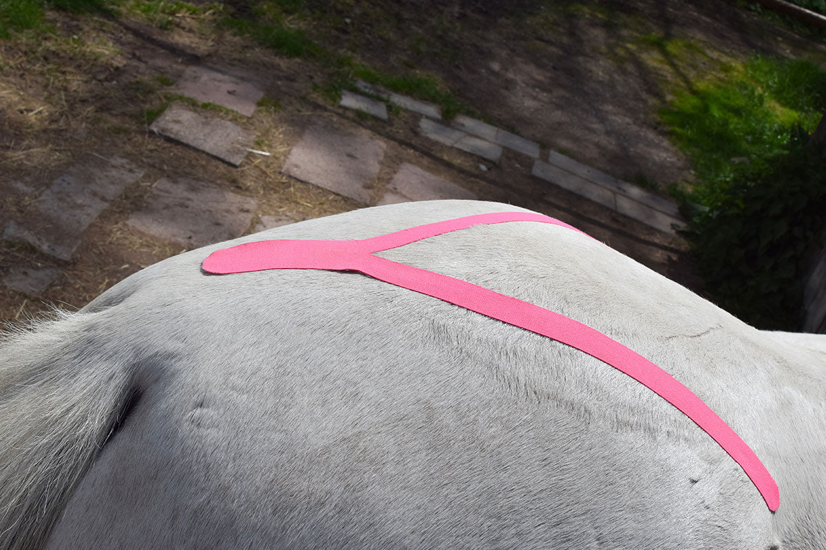 Kinesiologisches Tape in der Veterinärmedizin: Eine Revolution für Hunde und Pferde